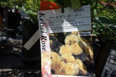 バラ　‘ゴールデンボーダー’