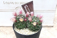 マミラリア属　七々子丸