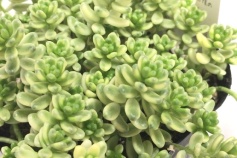 セダム属　斑入りタイトゴメ