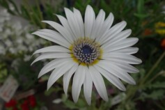 アークトチス　グランディス