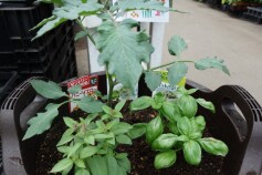 トマト＆バジル