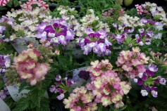 バーベナ'ラナイ’