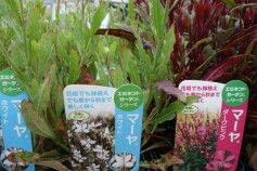 ガウラ‘マーヤ’シリーズ