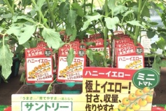 ミニトマト　‘ハニーイエロー’