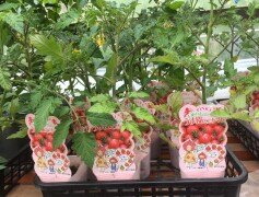 うす皮ミニトマト　‘ピンキー’