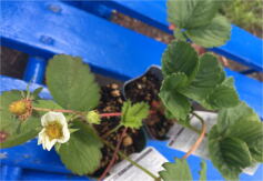 おうちでイチゴ狩り♪