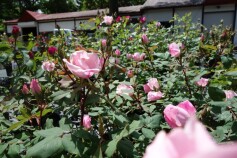 バラ　‘ブラッシング　ノックアウト’