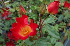 バラ　‘カクテル’