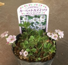 カーペットカスミソウ