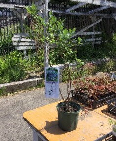 ブルーベリー‘ブリジッタ’