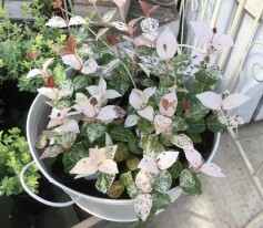 ‘ハツユキカズラ’