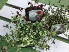 プリンセスクローバー