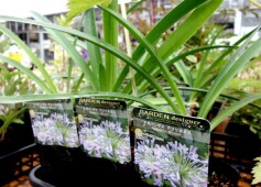 アガパンサス　アフリカヌス