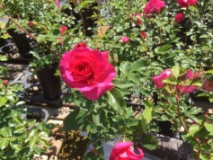 バラ 　‘ローズうらら’