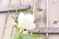 バイカウツギ　八重