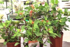 サルビア　‘サニーセンセーション’