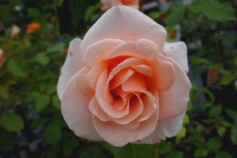 バラ　‘琴音’