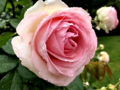 バラ　‘ピエールドゥロンサール’