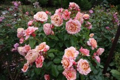 バラ‘ウーメロ’