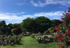 バラ見本園だより‗1