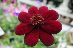 チョコレートコスモス