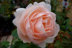 バラ　‘ブリーズ’