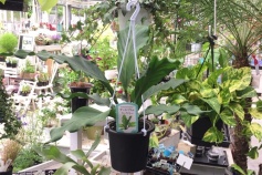 アンスリウム・フーケリー