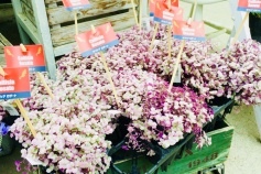 カリシア・ロザート