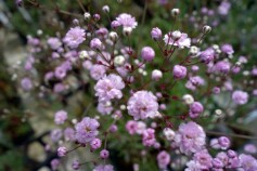 宿根カスミソウ　エアリア