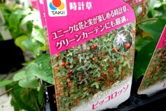 トケイソウ　ピッコロッソ