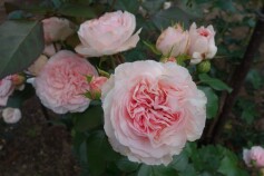 バラ　‘マリアテレジア’