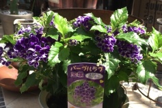 デュランタ ‘タカラヅカ’