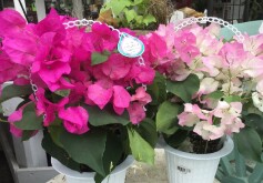 ブーゲンビレア