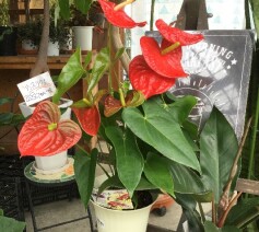 アンスリューム ‘ダコタ’