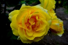 バラ　‘伊豆の踊子’