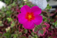 斑入りポーチュラカ　‘華ミステリア’