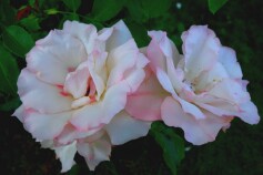 バラ　‘ローゼンドルフ　シュパリースホップ’