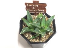 アガベ属　笹の雪