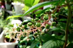 ヨウシュヤマゴボウ