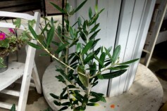 オリーブ　‘ルッカ’