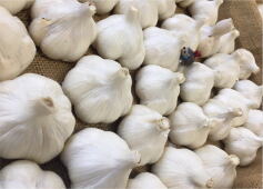 ニンニクが入荷しました！