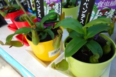 ネペンテス（ウツボカズラ）