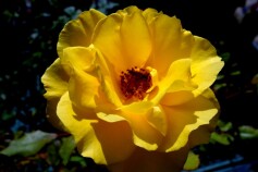 バラ　‘ヘンリー　フォンダ’