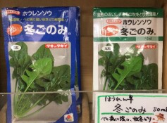 ホウレンソウ ‘冬ごのみ’