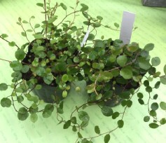 ワイヤープランツ