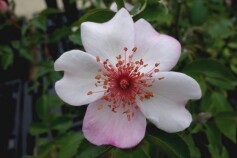 バラ　‘ピンク　サクリーナ’