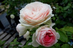 バラ　‘パシュミナ’