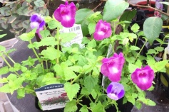 サマーウェーブ