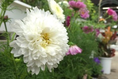 八重咲きコスモス