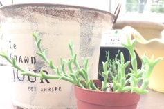 スミクロスティグマ属　桜龍